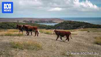 Amid tariff panic, let's remember what Australia exports and who actually buys it
