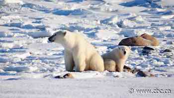 Company owned by Manitoba PC leadership candidate asks court to restore polar-bear viewing permits