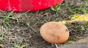 Lecanto farmer’s approach to sustainable farming keeps business going amid poultry price challenges