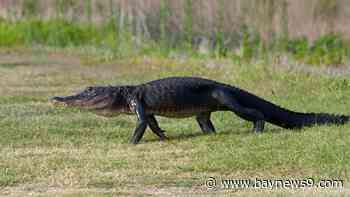 FWC to open Alligator Super Hunt applications next month