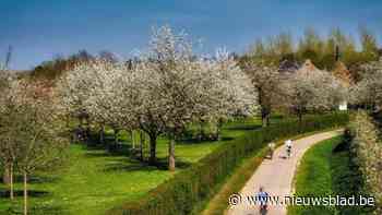 De grote bloesemfietsgids: dit zijn vijftien prachtige tochten tussen de fruitbomen in Haspengouw