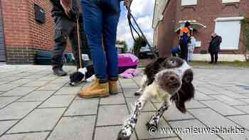 Ben Weyts wil overal een schepen van Dierenwelzijn en port laatste vier Limburgse gemeenten om dit te doen