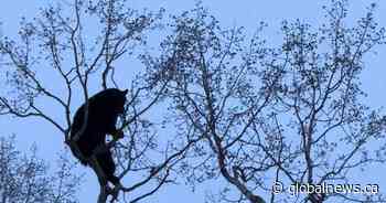 Black bear spotted near southwest Calgary dog park