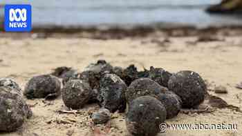 Black debris balls on NSW beaches came from Sydney Water network