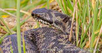 Threatened reptiles set to benefit from major conservation project