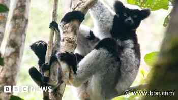 Young lemurs sing like children, study reveals