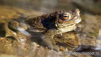 Padden en kikkers makkelijker naar het water: proef met lage stoepranden in Gouda