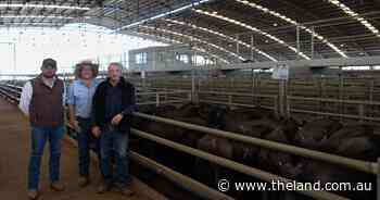 Prices lift at Forbes yarding with northern rain lifting demand