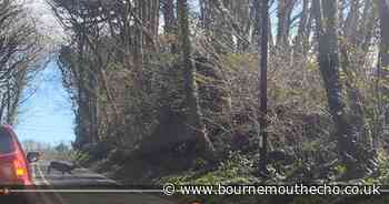 WATCH: Cars brought to standstill as huge herd of deer cross Dorset road