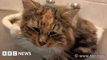 Kittens returned home after hitching ride in van