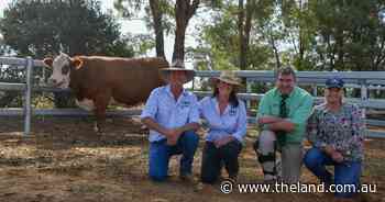 'Simmental royalty' takes throne at the first stage of Wormbete female dispersal