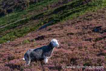 Extension of heather burning ban 'concerning' for upland farmers