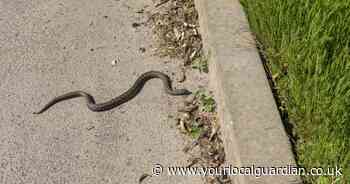 Man films poisonous snakes 'crawling around' UK town - 'no-one believed me'