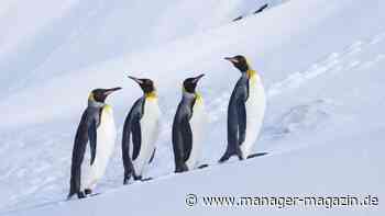 Donald Trump: Steuer für Pinguine – die Absurditäten des Zollstreits