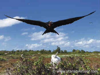 SpaceX rocket cargo project puts Pacific seabirds in jeopardy