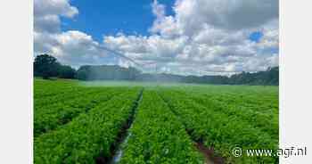 Goede worteloogst verwacht in het VK