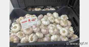 "Grote vraag naar gedroogde knoflook"