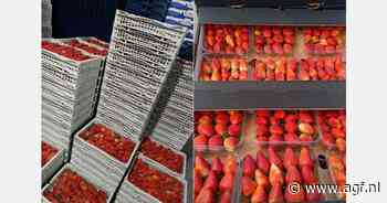 Grote vraag naar Egyptische aardbeien