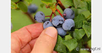 Peruaanse AGF-export blijft groeien