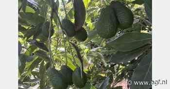 "Veel Marokkaanse avocadotelers hebben oogst te lang uitgesteld"