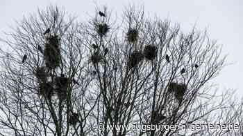 Offenhausen ist genervt von den Krähen