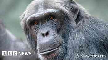 Chimpanzee dies weeks after arriving at new zoo