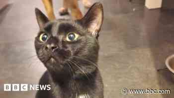 Illegal trap found on missing pet cat's leg