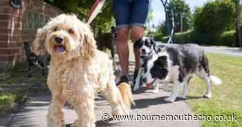 7 little-known pet laws that could land dog owners with hefty fines up to £5,000