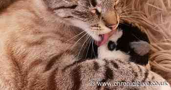 Missing County Durham cat found 300 miles away in Inverness four months after being lost