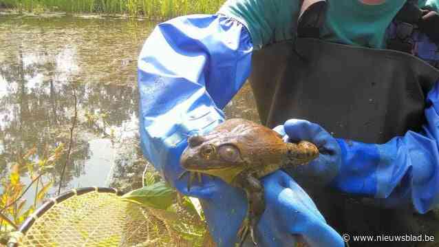 ‘Life-project-3n’ vangt al 100.000 stierkikkers, maar roept op om waarnemingen te blijven melden