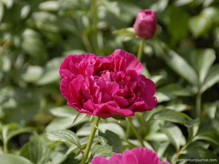 Growing Things: How to rescue and replant peonies, even after a wildfire