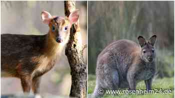 Vier Wallabys und ein Muntjak aus Zoo ausgebüxt