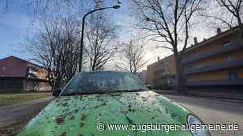 Offenhausen ist genervt von den Krähen – aber was dagegen tun?