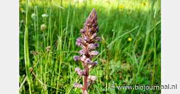Parasitaire klavervreter ontdekt op biologisch bedrijf
