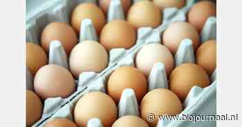 Biologische eierproductie groeit met 9,6% in Duitsland