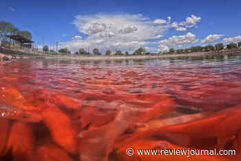 ‘There’s no quick fix’: Goldfish invade manmade Henderson pond