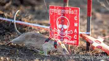 Minensuch-Ratte Ronin kommt mit Rekord ins Guinness-Buch.