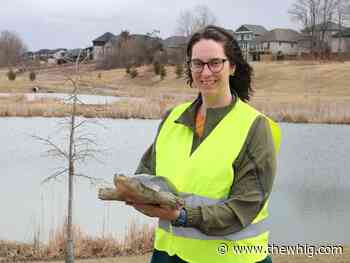 Drivers urged to be cautious during turtle season in Kingston