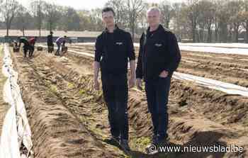 Zoektocht naar ‘het witte goud’ bij familie Nooyens: “In goede omstandigheden kan een asperge 10 tot 12 centimeter per dag groeien”