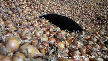 Uienprijs zit in de lift, maar de handel blijft taai