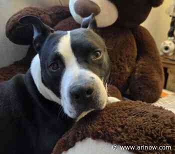 Adoptable Pet of the Week: Kahlua