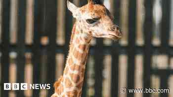 Baby giraffe joy for wildlife attraction
