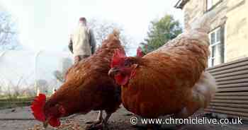Bird flu measures increased in North East following further outbreaks
