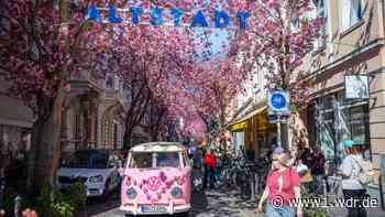 So schön leuchten die Kirschen in der Bonner Altstadt