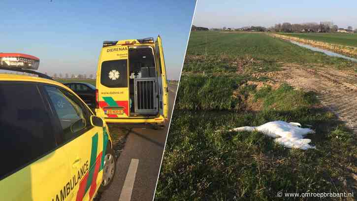 Zwaan gedood met tractor, deze straffen kun je verwachten
