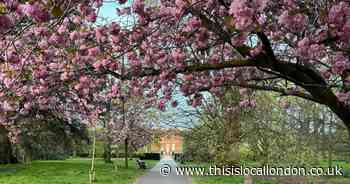Iconic cherry blossom walk in Greenwich will soon be in bloom again