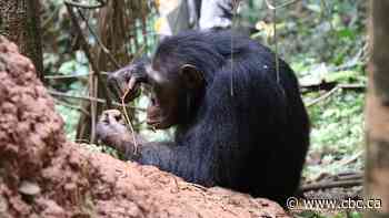 How chimpanzee tool use provides insight into early human behaviour