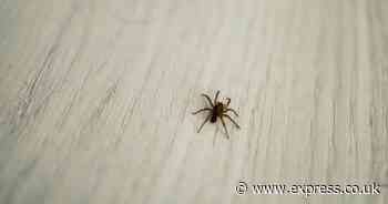 Spiders and bugs will 'stay away' from your home if you clean with £2 item