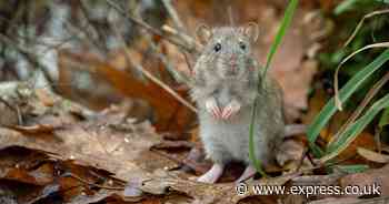 Rats can 'invade your home quickly and easily' if your garden has one thing