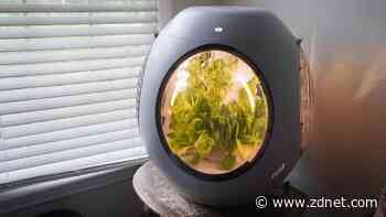 Are smart planters actually viable at home? I tested one for 45 days, and here's my advice